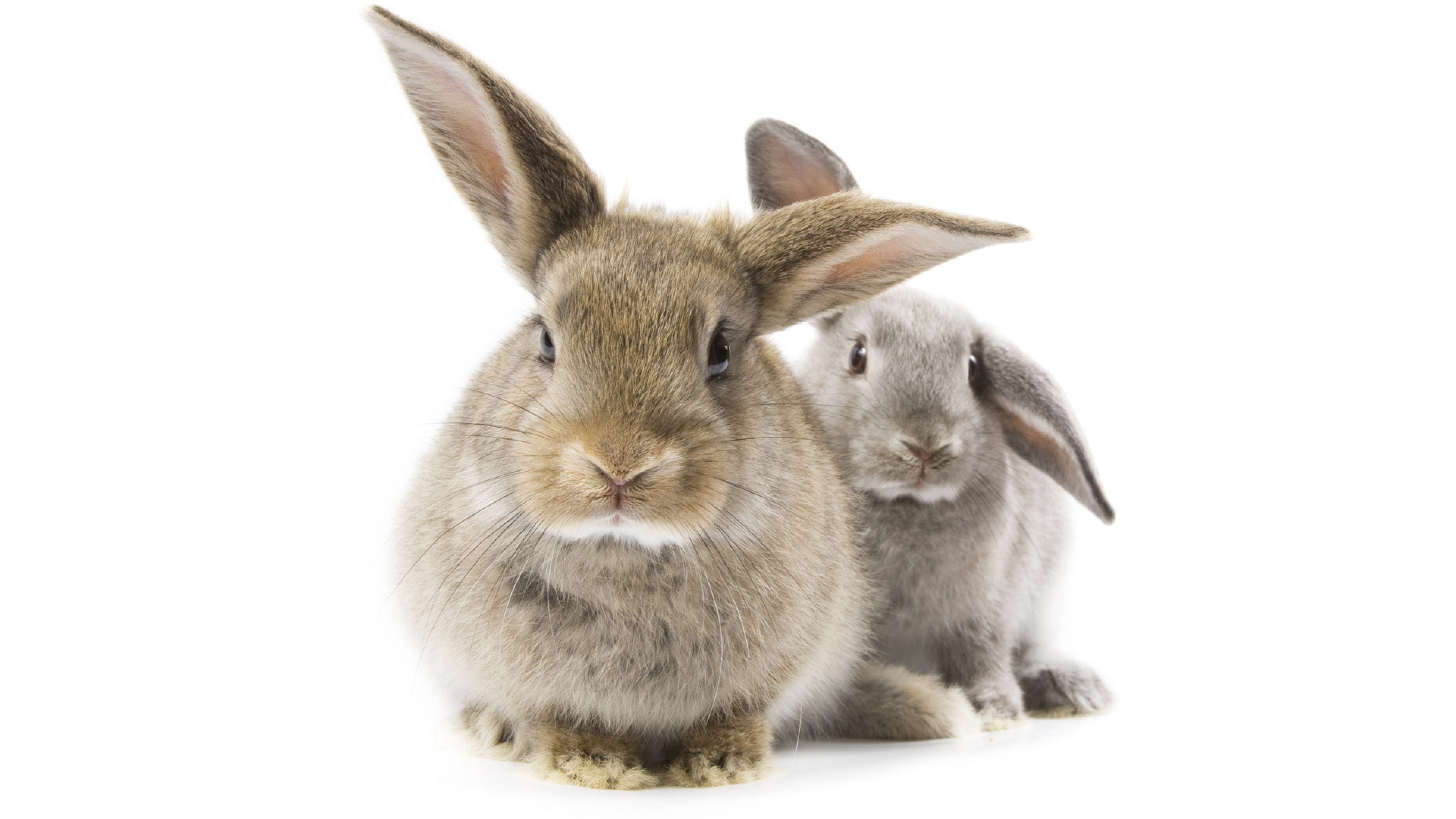 Photo of two rabbits