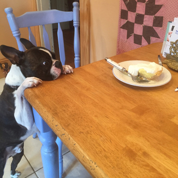 a Penny-like Boston Terrier eyes a piece of pie on a kitchen table