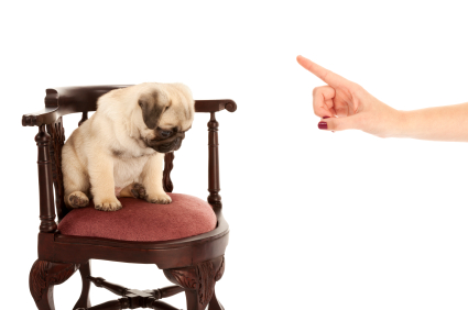 dog sits in a chair looking sad as a person wags a disapproving finger at it