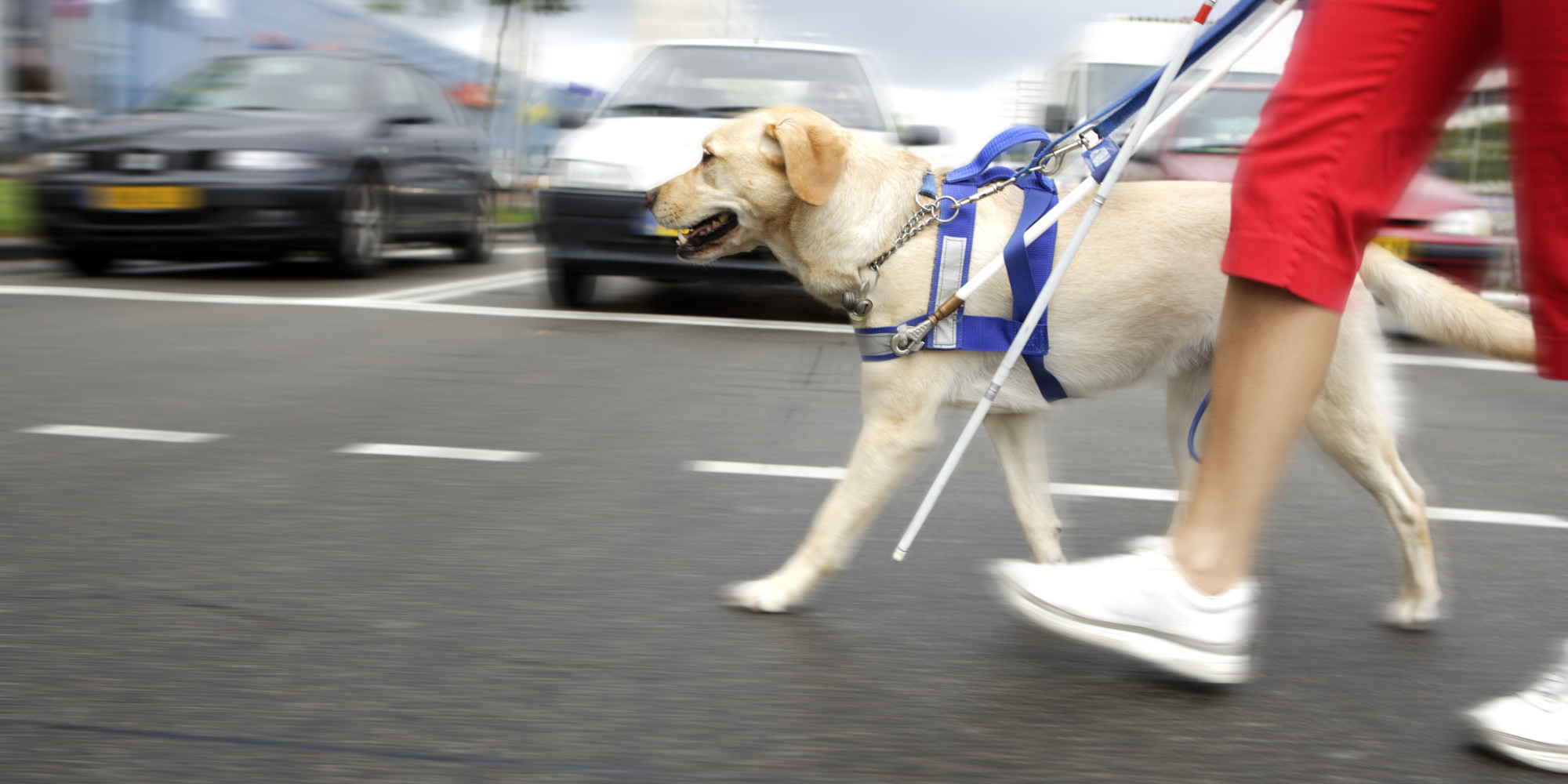 Guide dog leads person across busy street