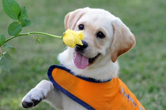 guide dog puppy with a yellow rose