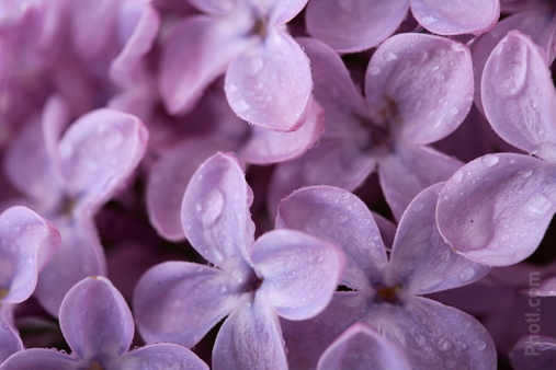 Photo of lilac blossoms.