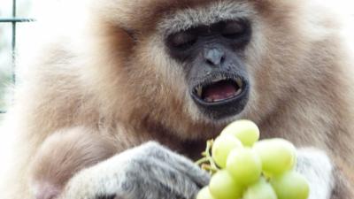 monkey eating grapes