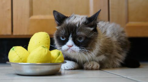 grumpy cat frowns near a bowl of toy lemons