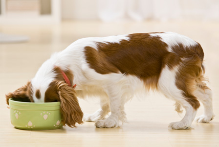 dog eats from a big bowl