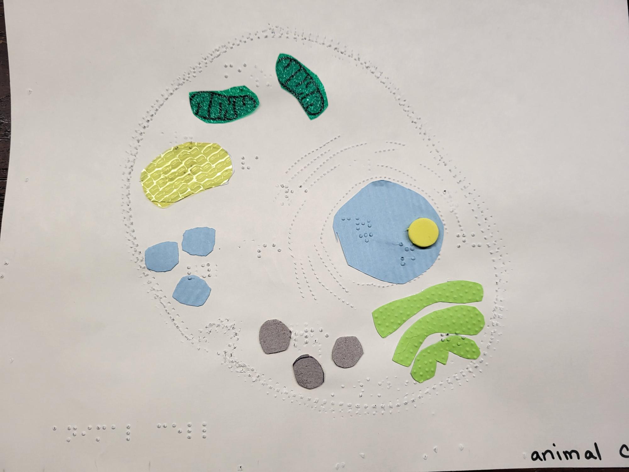 Collage Tactile Graphic of Human Cell